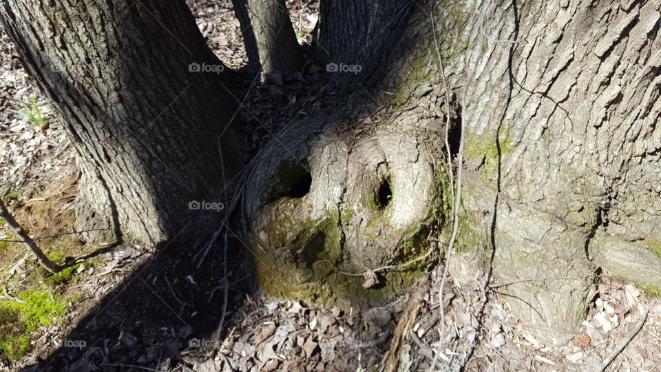 nose on a tree