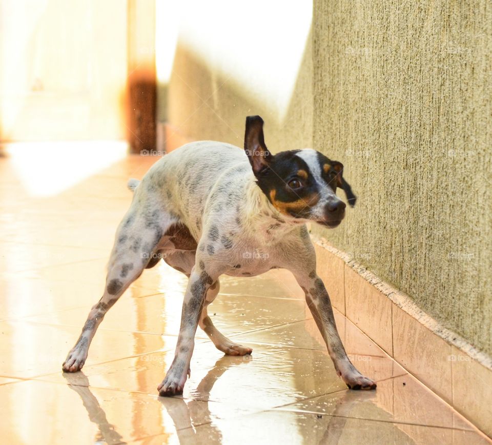 sacudindo após uma ducha