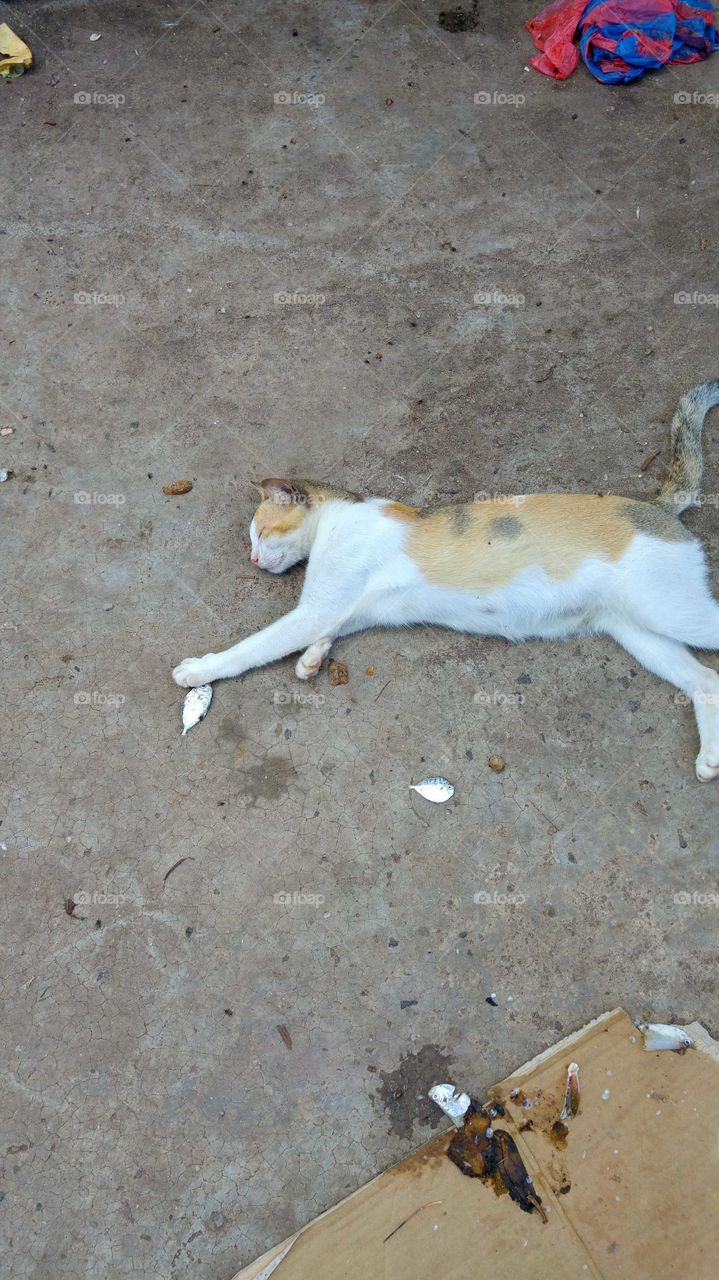 the cat is full and very sleepy