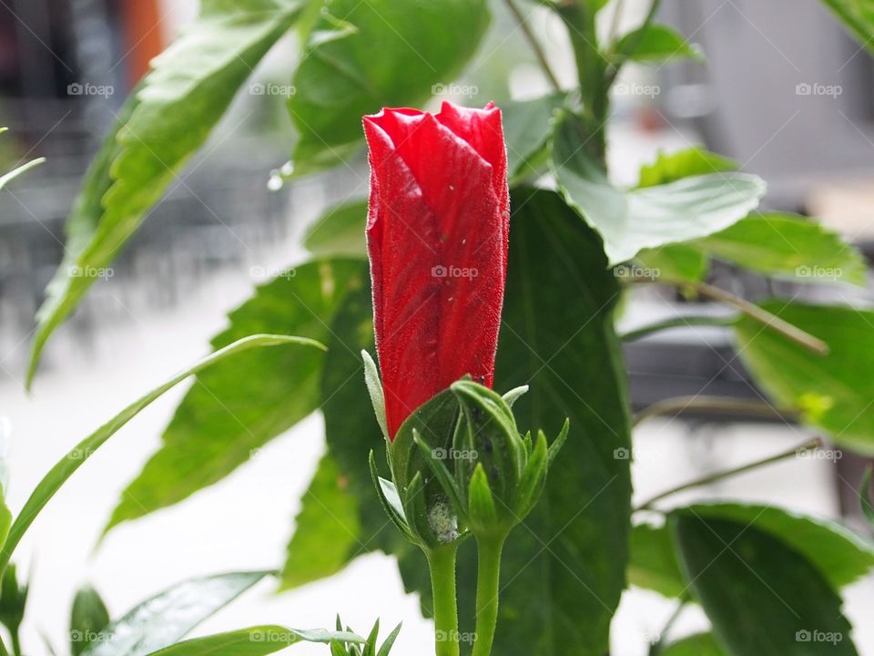 Red hibiscus bud