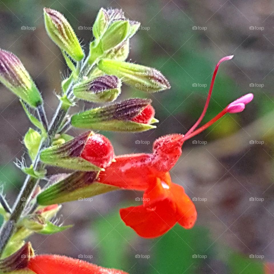 Nature, Flower, No Person, Flora, Leaf