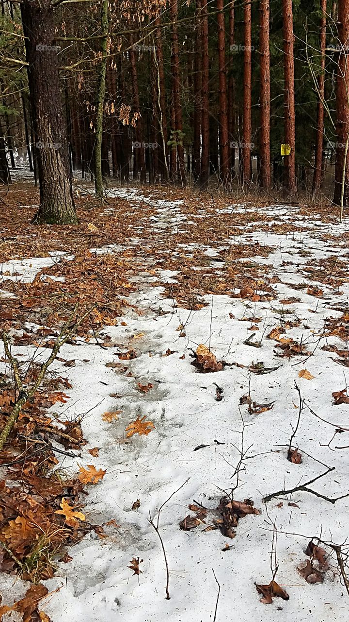 early spring in the woods