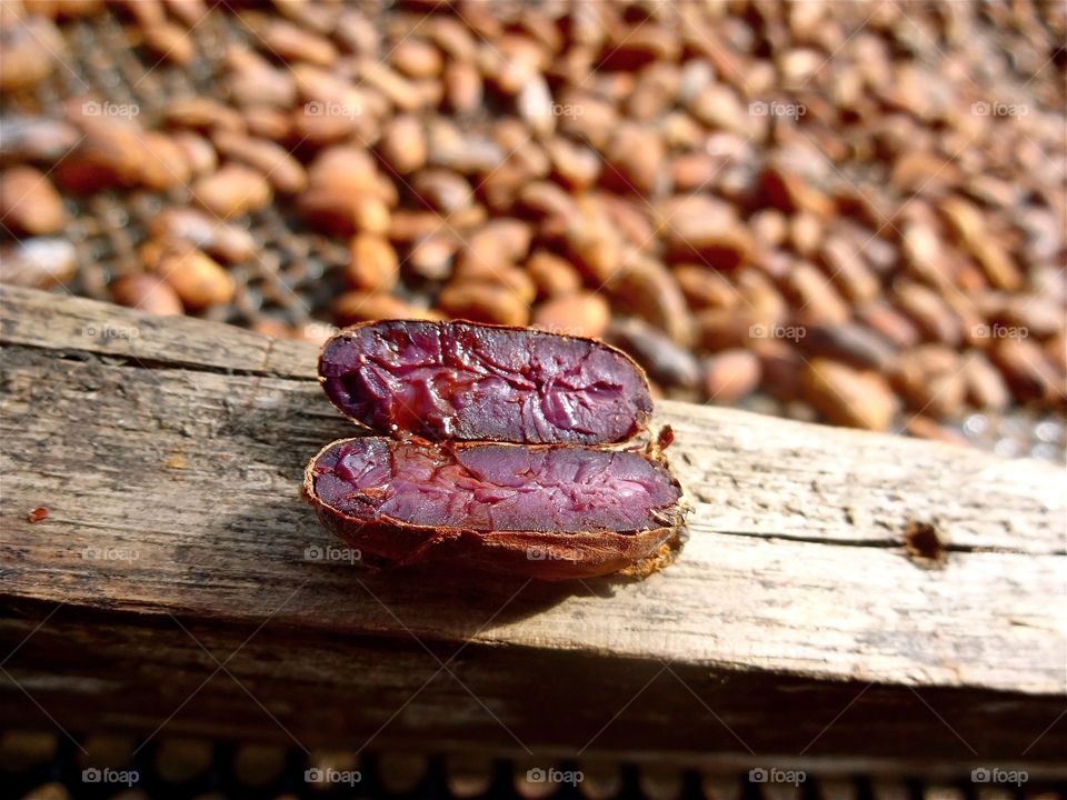 Cocoa bean in Ecuador 