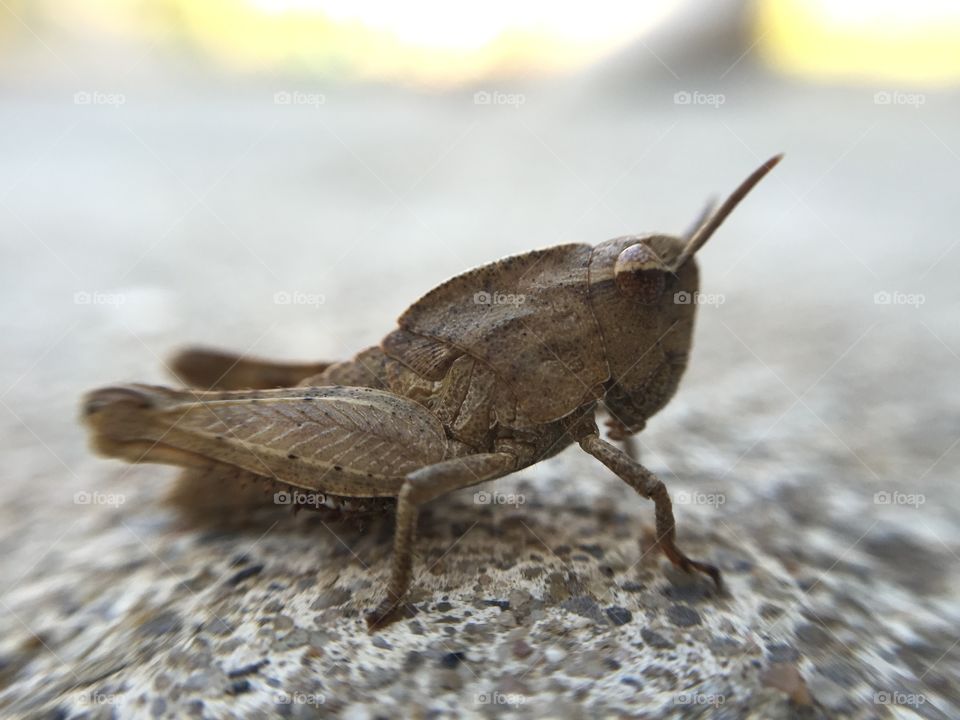 Macro grasshopper