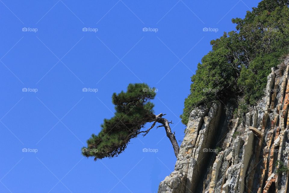 a tree on a cliff