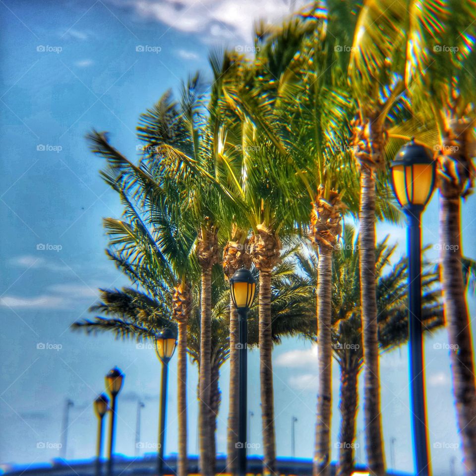 palm trees blowing in the wind