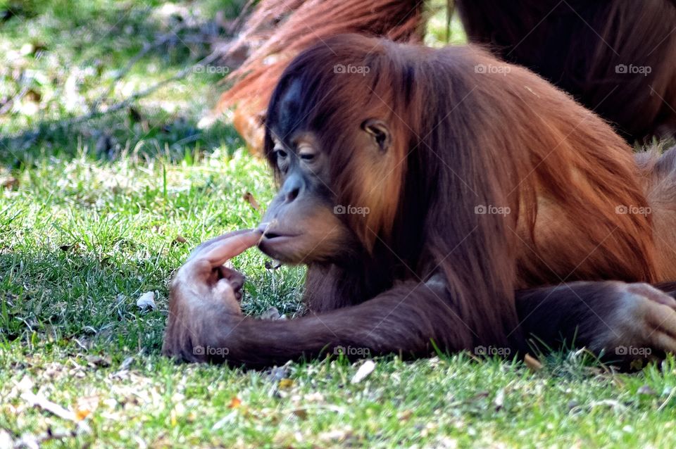 Orangutan in Captivity 