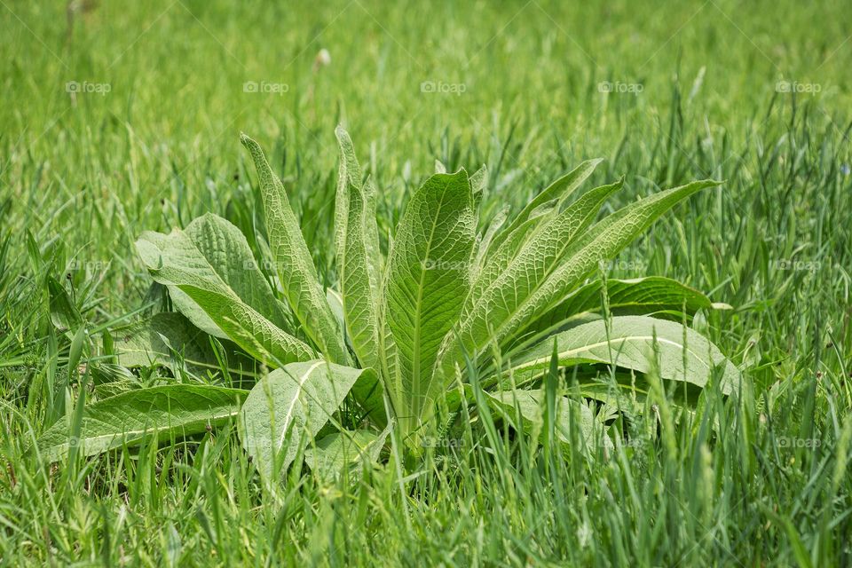 Green plant in the middle of meadow 