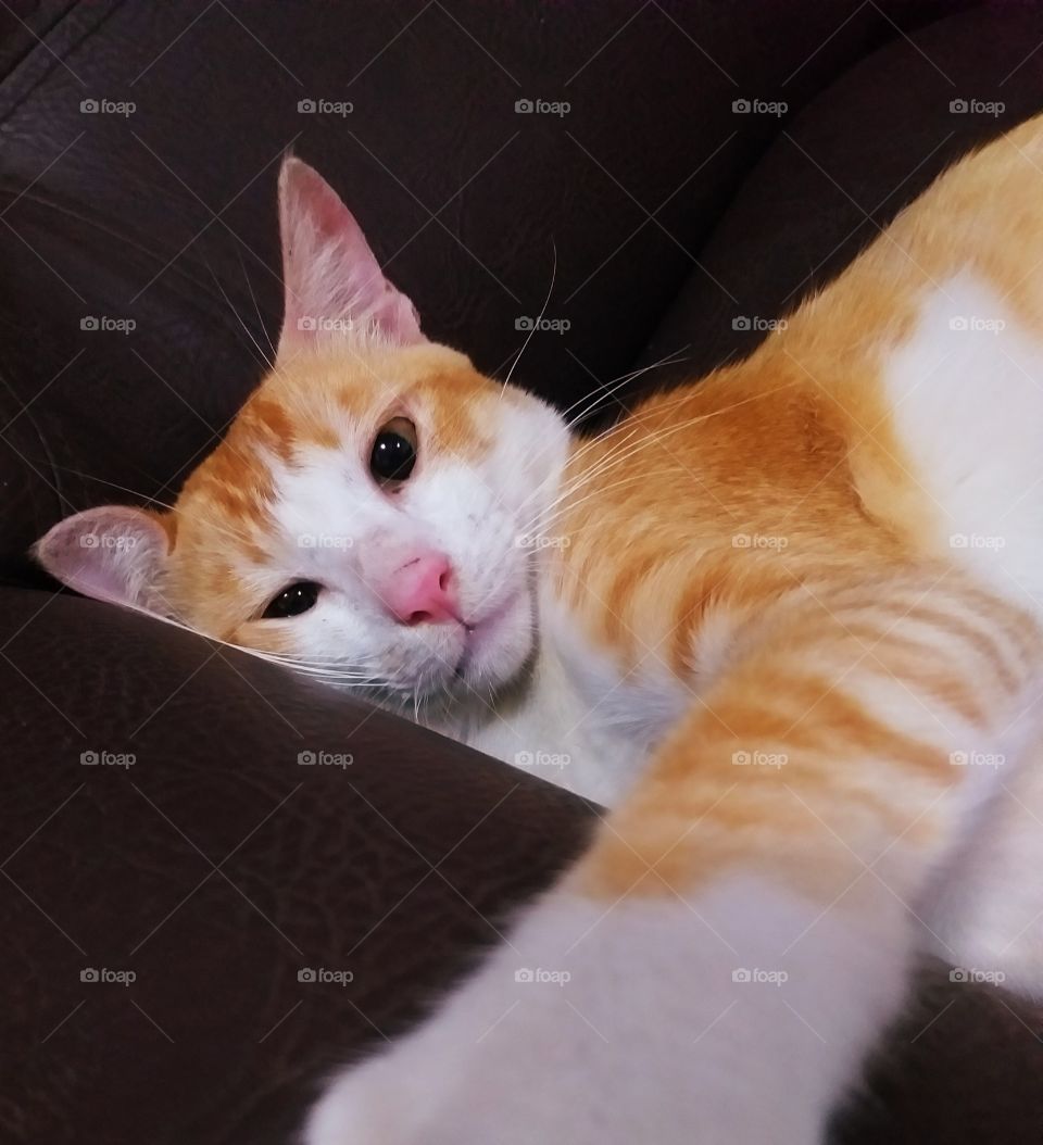 Cat takes the selfie.