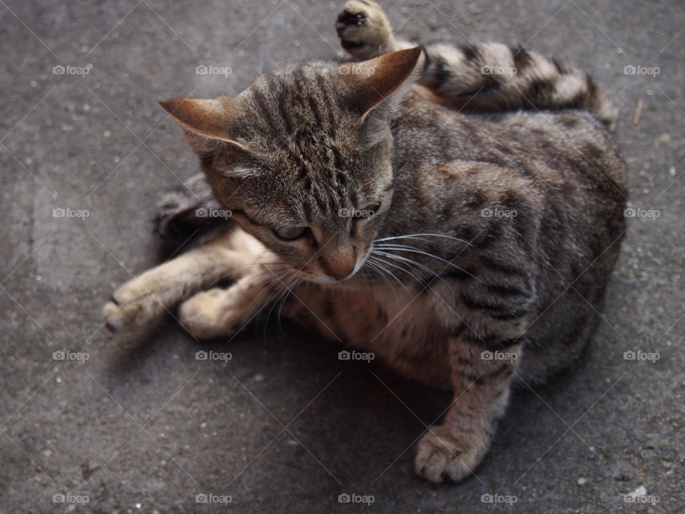 Close-up of tabby cat