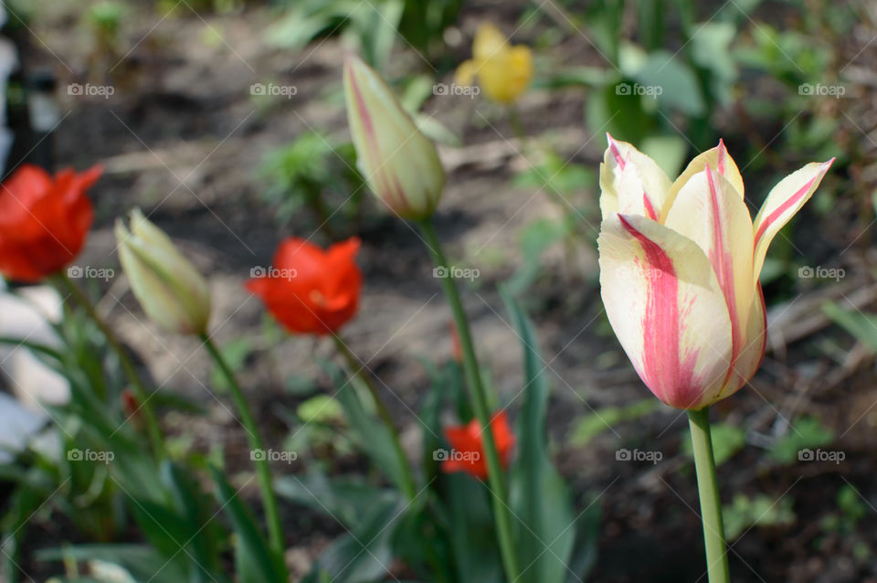 Lily flowering tulip in garden with white and red striped petals opening in sun 