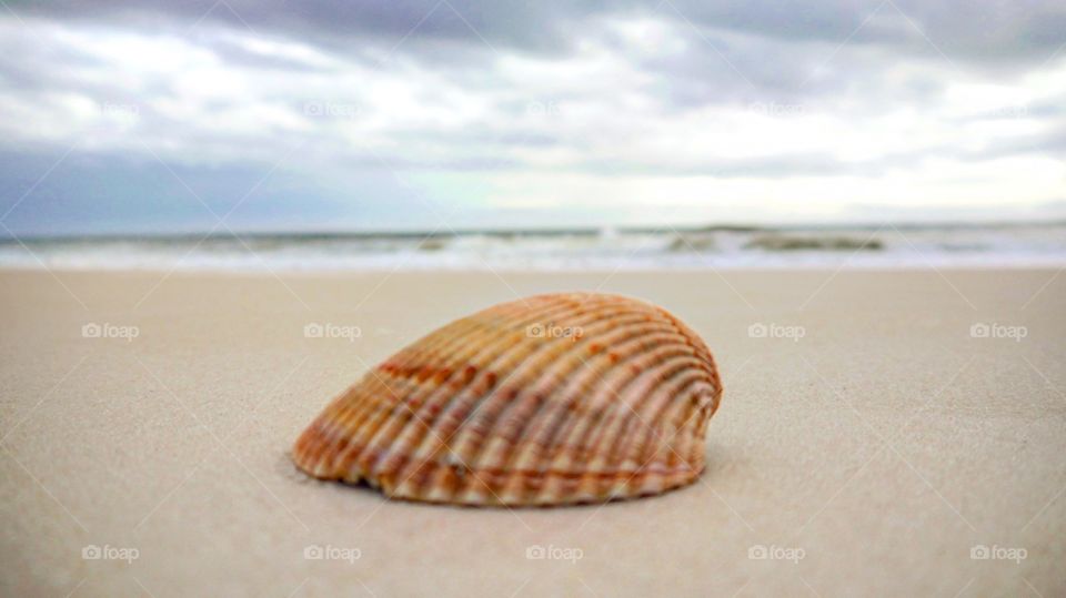 Sea shell and ocean 