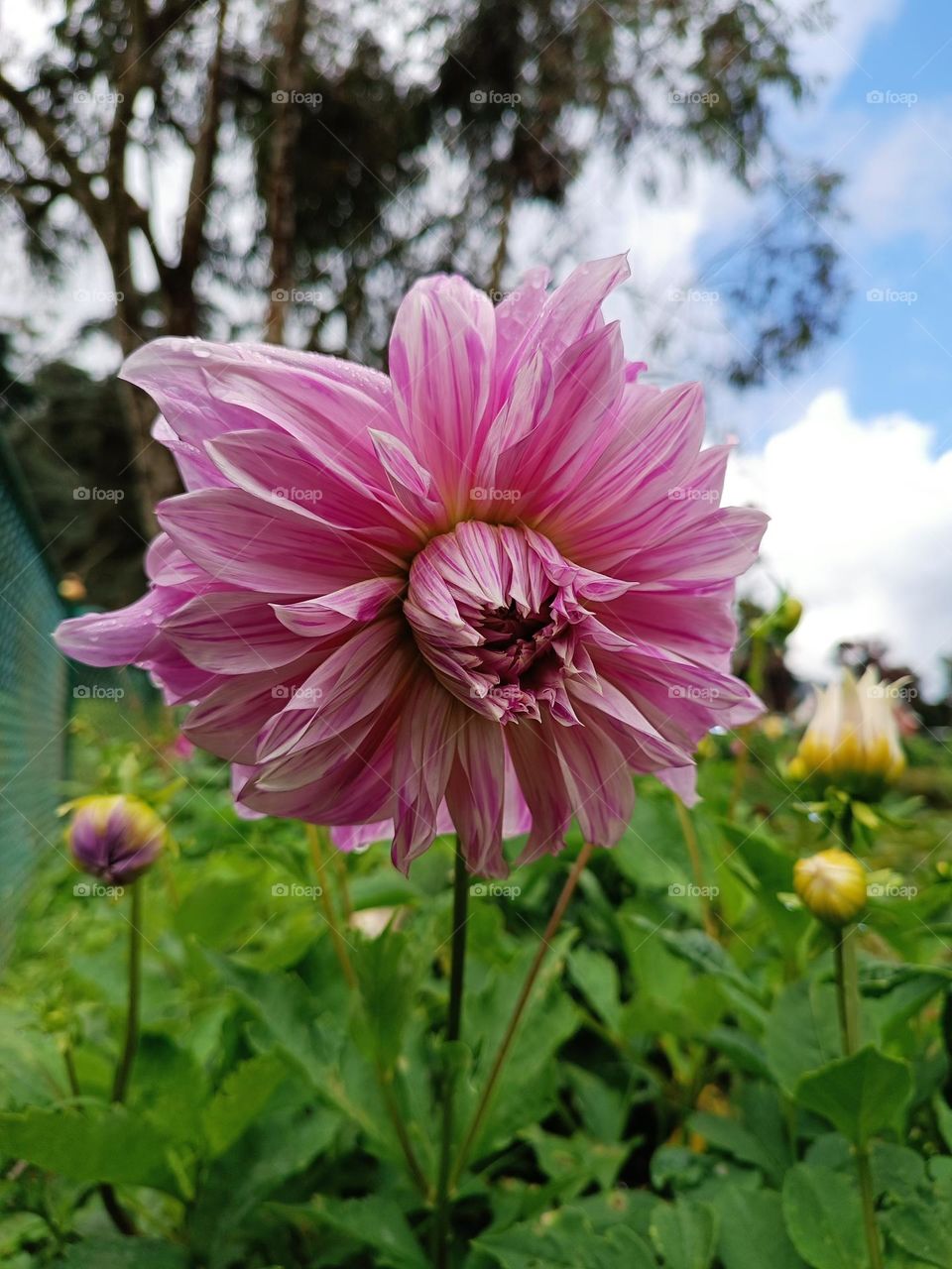 daliya flower pink and white