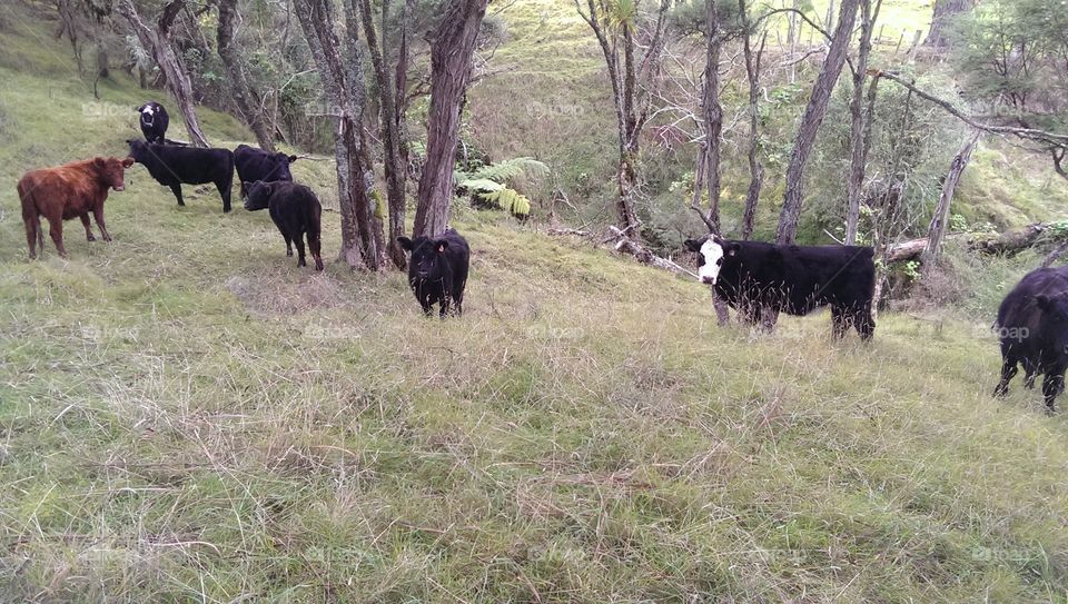 cows in the forrest. we went hiking and there were these cows