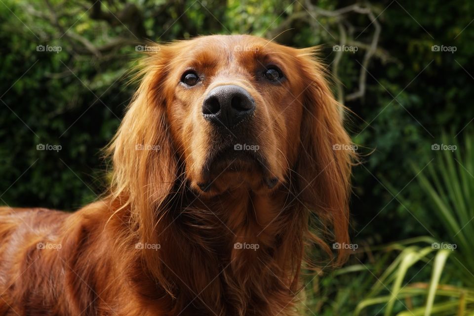 Beautiful and clean Red Setter .. just had a wash and cool down in the garden on a lovely hot sunny day.