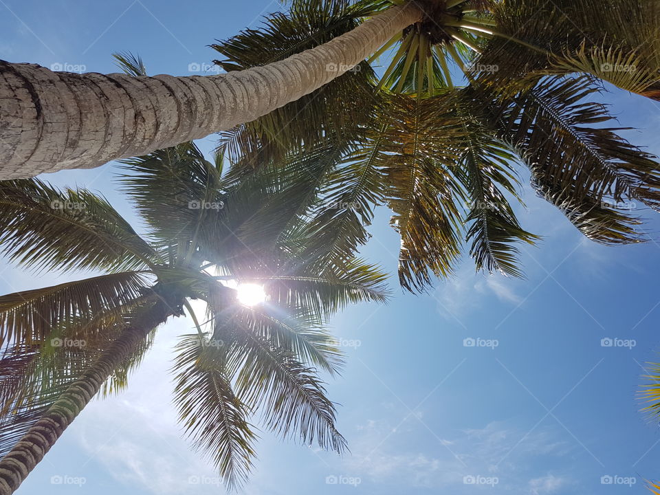 looking up through tall lush tropical palm trees to blue sky, with the sun shining through the leaves, on a bright happy sunny summer vacation day