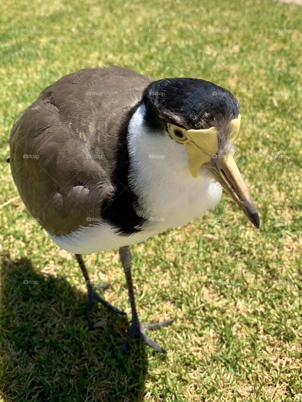 Masked Lapwing