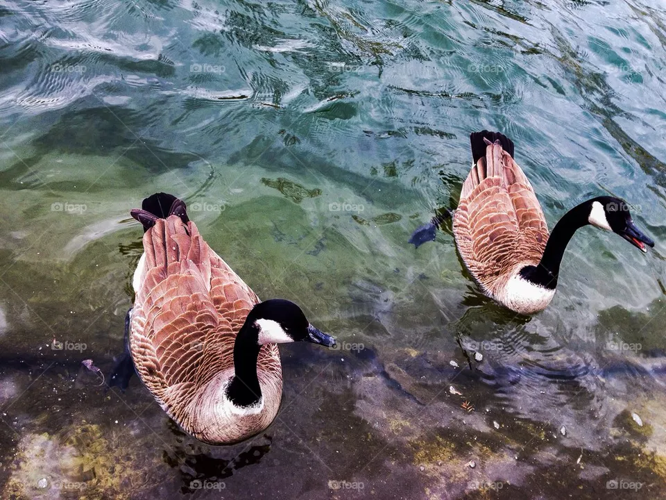 Geese 