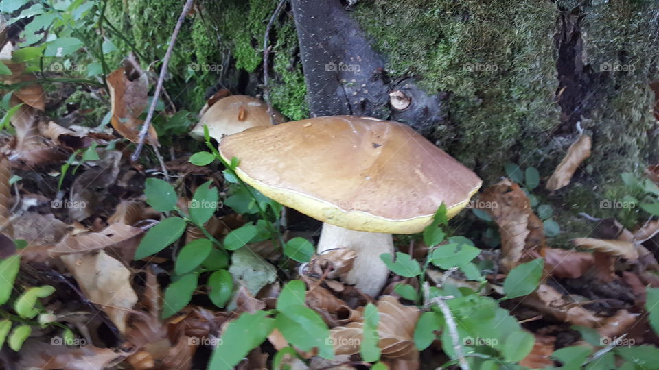 mushroom boletus italy nature valsesia travel