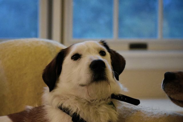 Cute dog ignoring his dog friend 