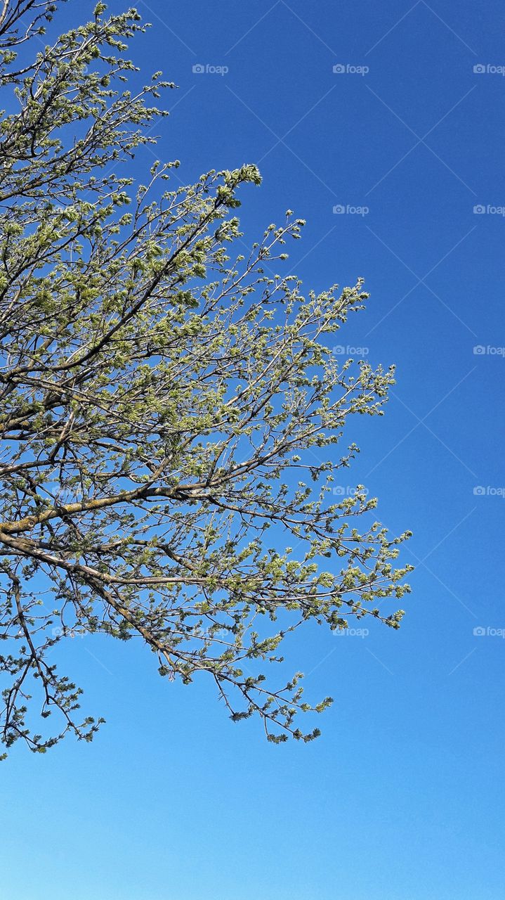 Minimalistic photo of the sky and green tree