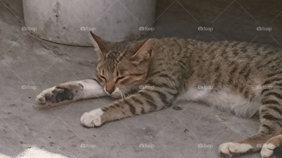 sleeping cat