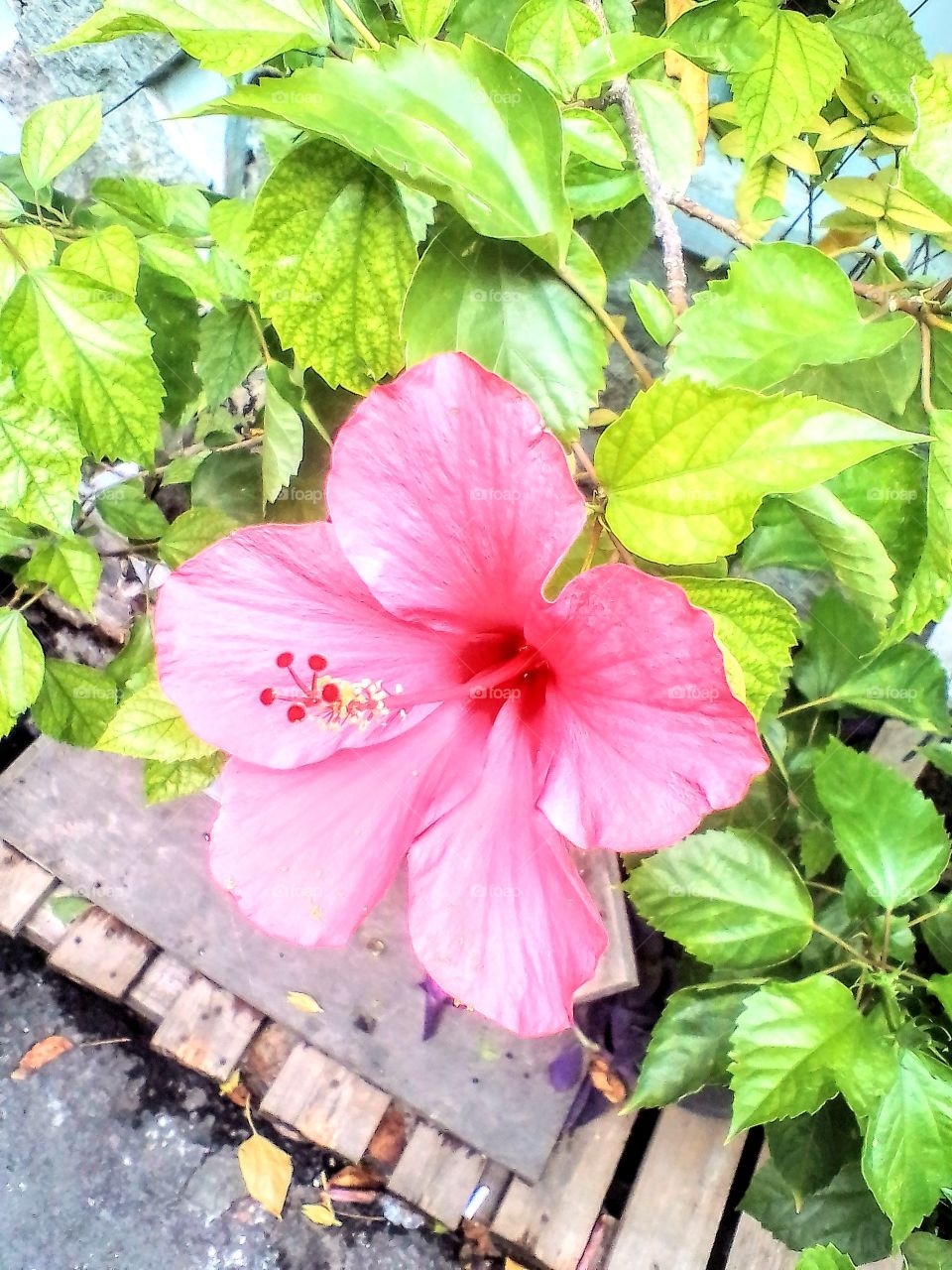 The hibiscus is beautiful flower