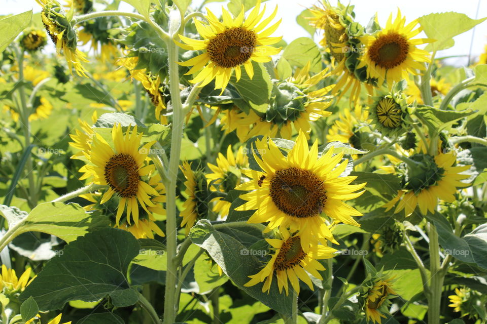 sunflowers