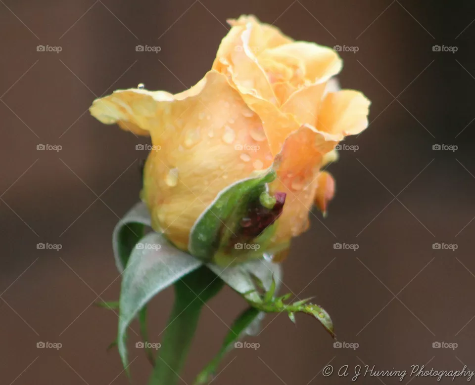 rose