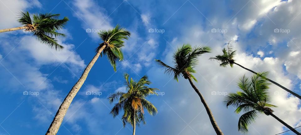 Coconut trees
