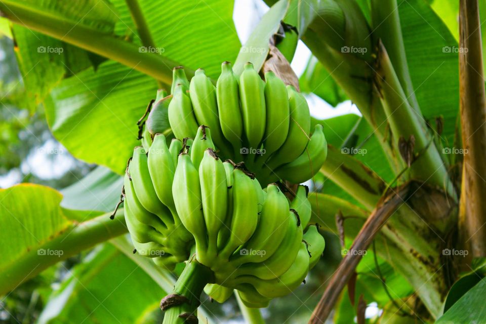 bananas in the farm
