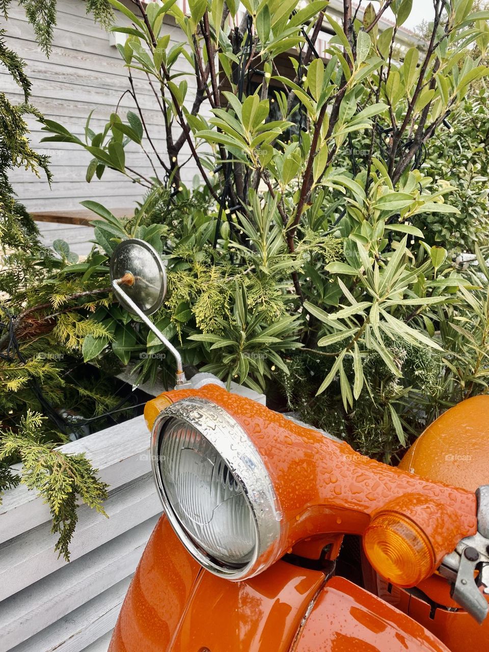 Orange scooter in a bushes after rain.