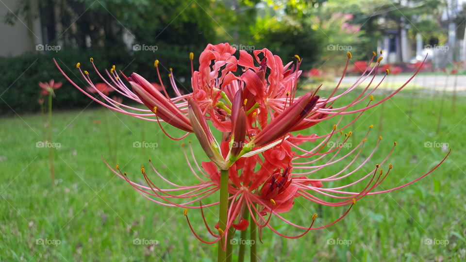 red spider lilies 3