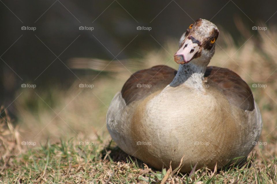 Egyptian goose. just a curious pick.