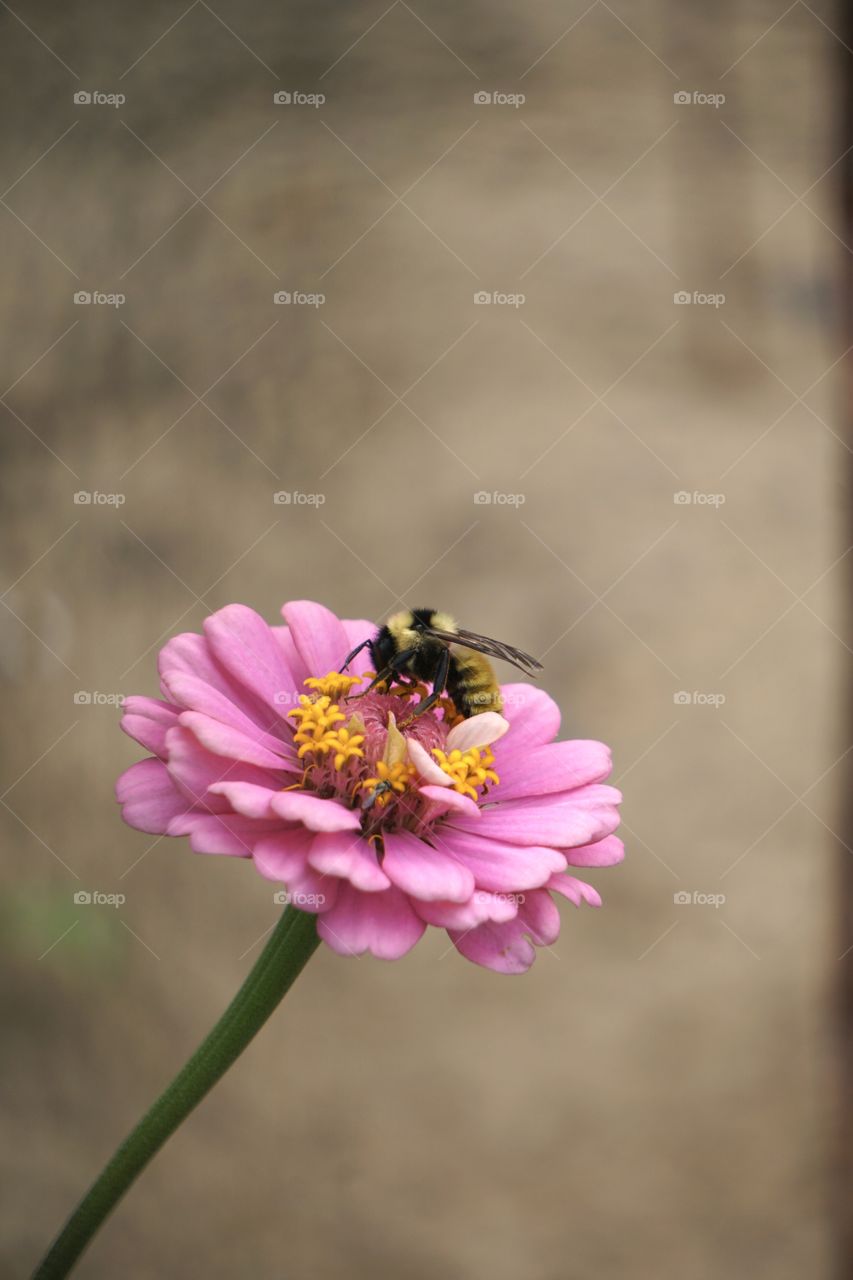 A bee pollinating a zinnia. 