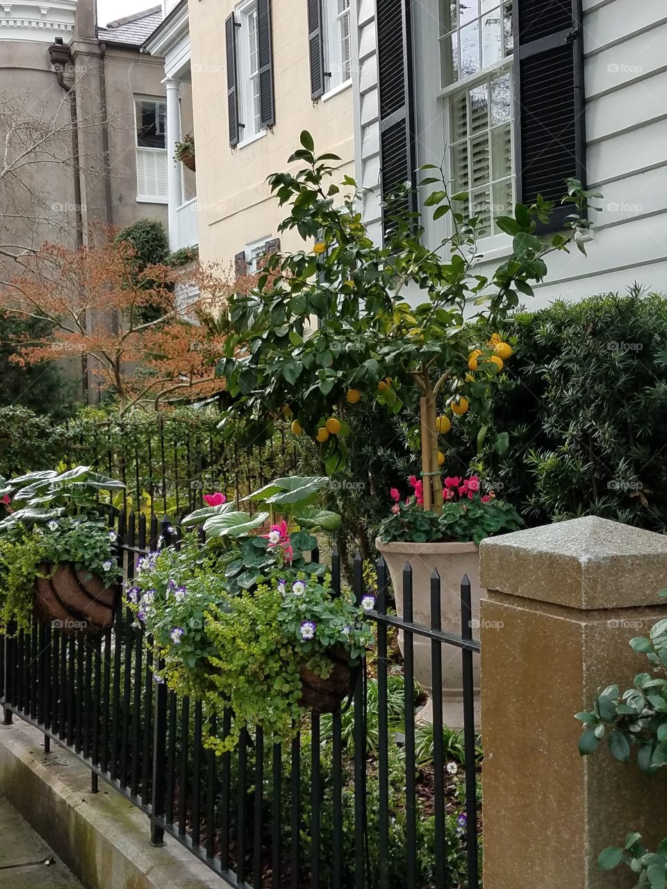 Charleston,  SC, yard garden