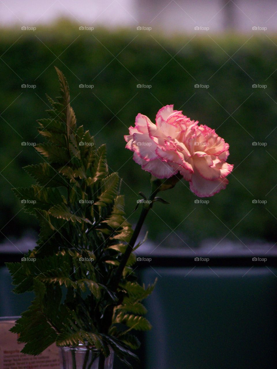 Close-up of a pink flower
