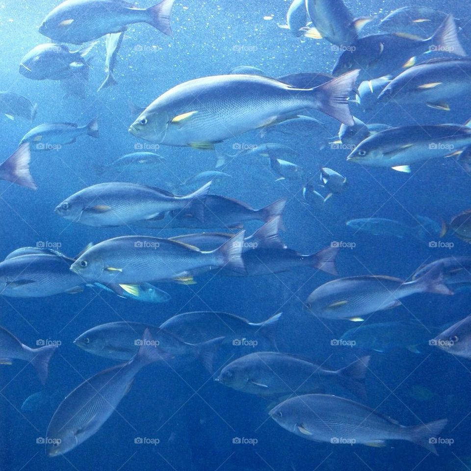 I will follow you -- School of fish.