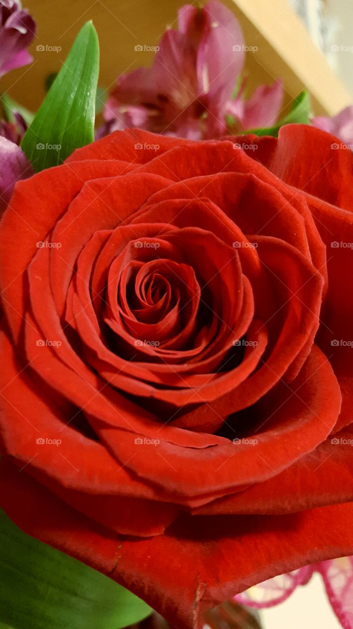 rose