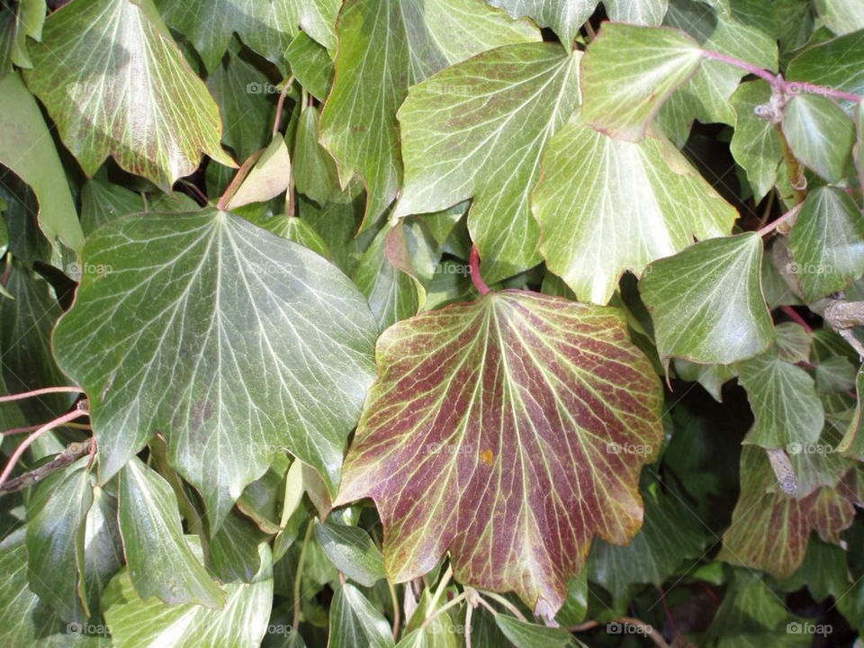blad ivy murgröna helix by toraand