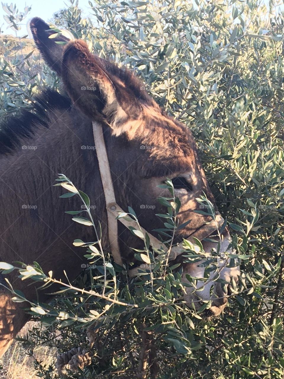 Sweet donkey in oliver tree