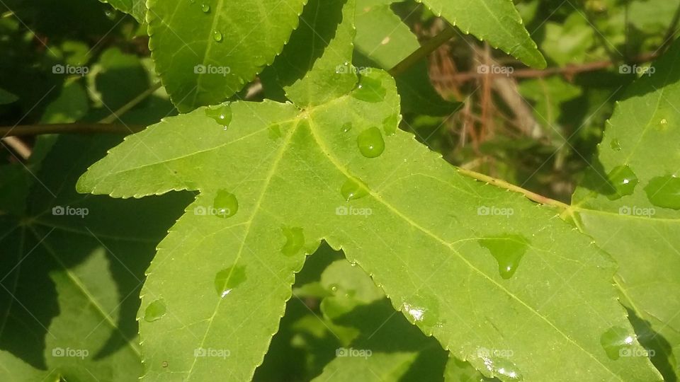 Dew on Leaves