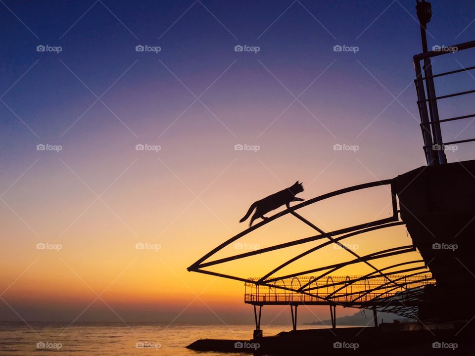 Silhouette of cat climbing the roof at sunset. 