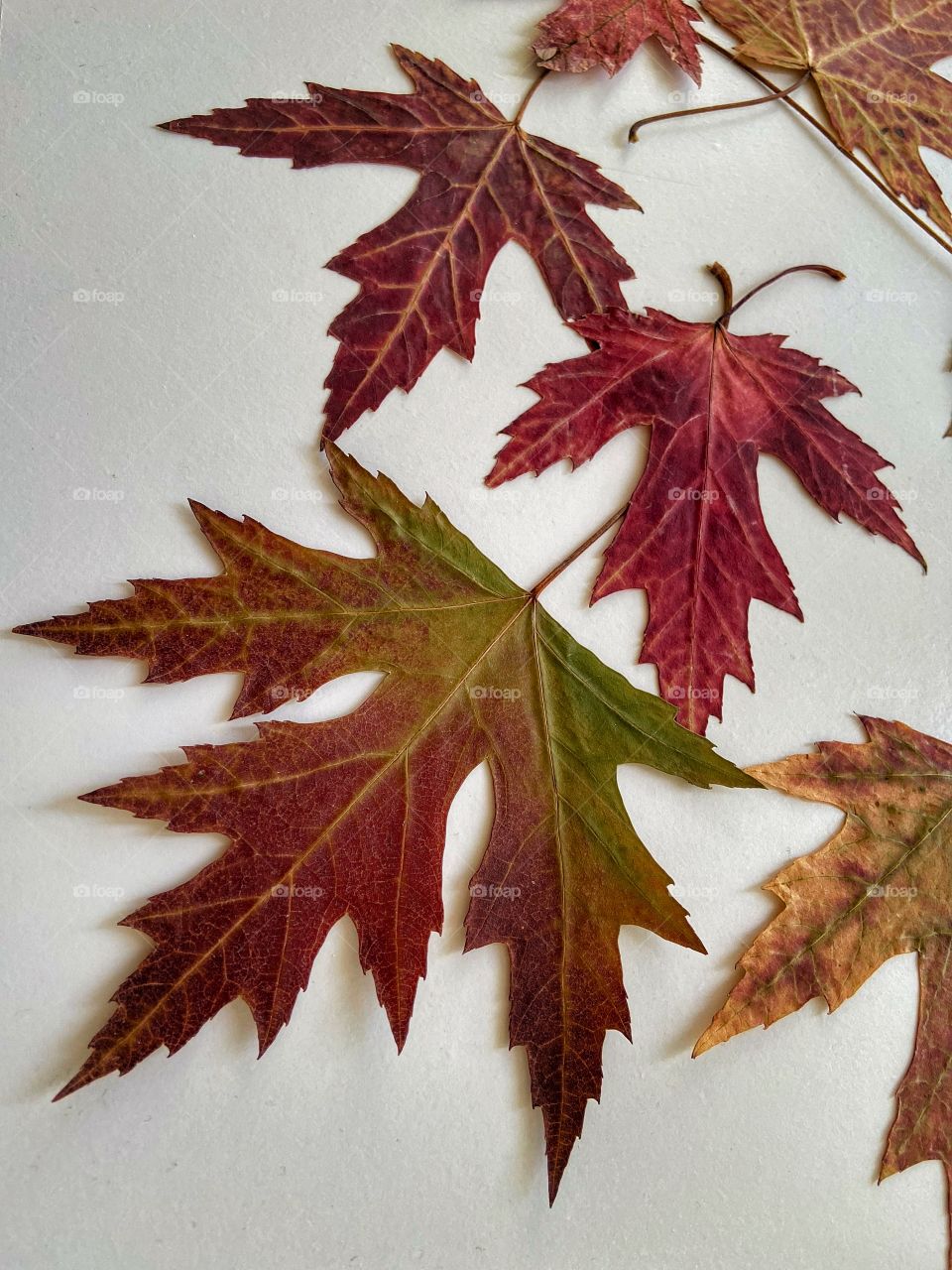 βLife starts all over again when it gets crisp in the Fall.β π The season of change where colorful leaves, although breathtaking, are beautifully ending their lifecycle and the wind of change is preparing for new beginnings. ππ