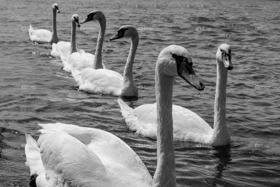 Swan armada