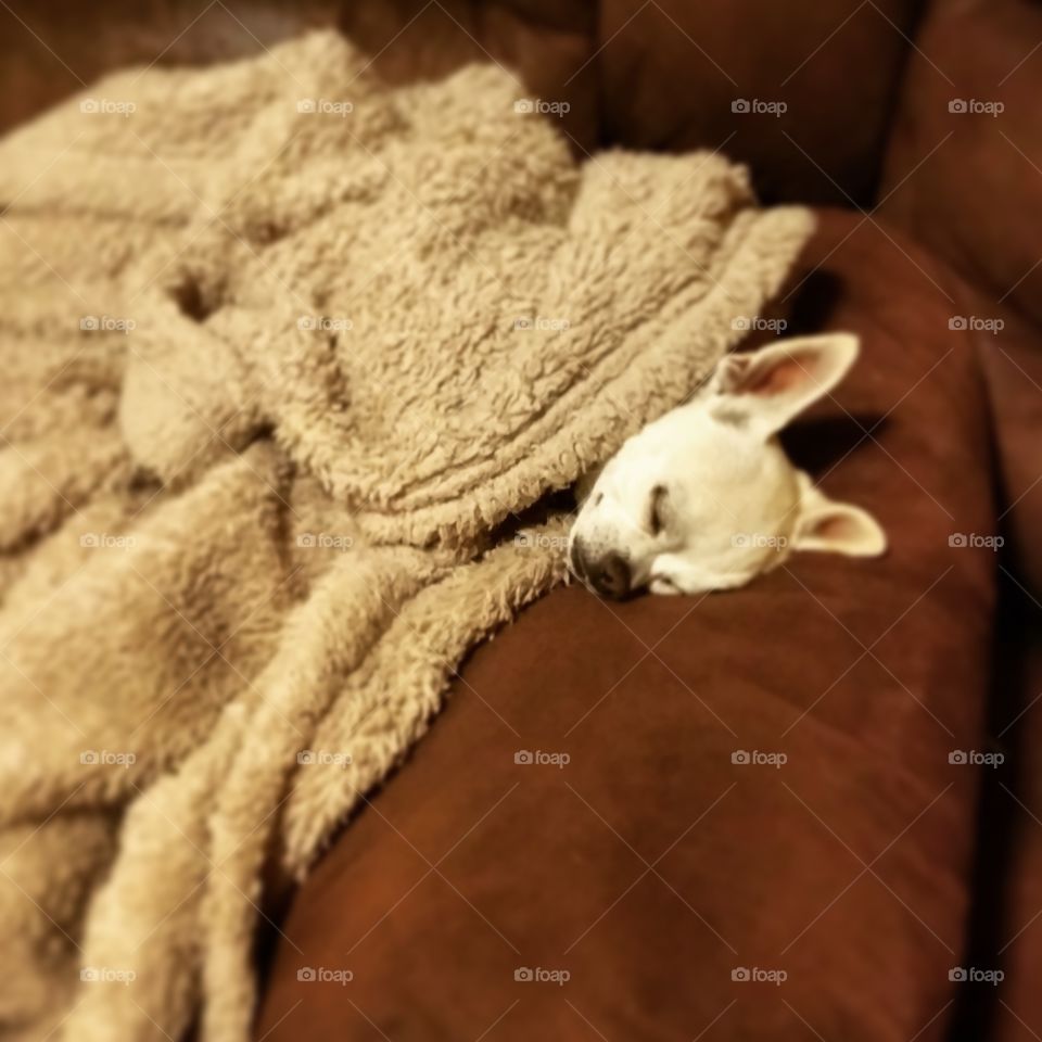 couch potato. he has his own bed, but likes to snuggle his way into a blanket on the couch