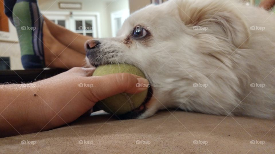 Chili holding on to the tennis ball like no other! Won't let it go!