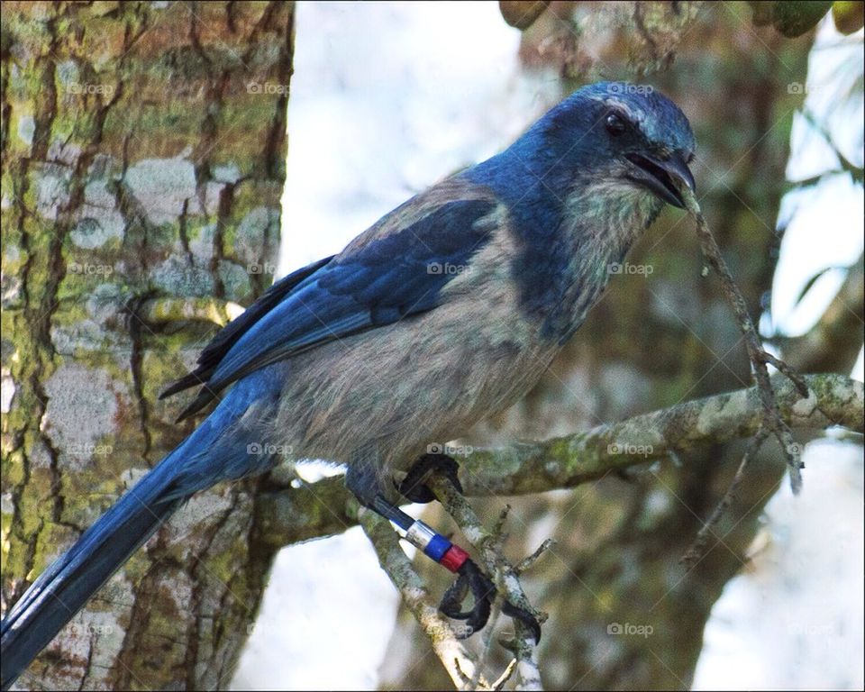 Florida scrub jay