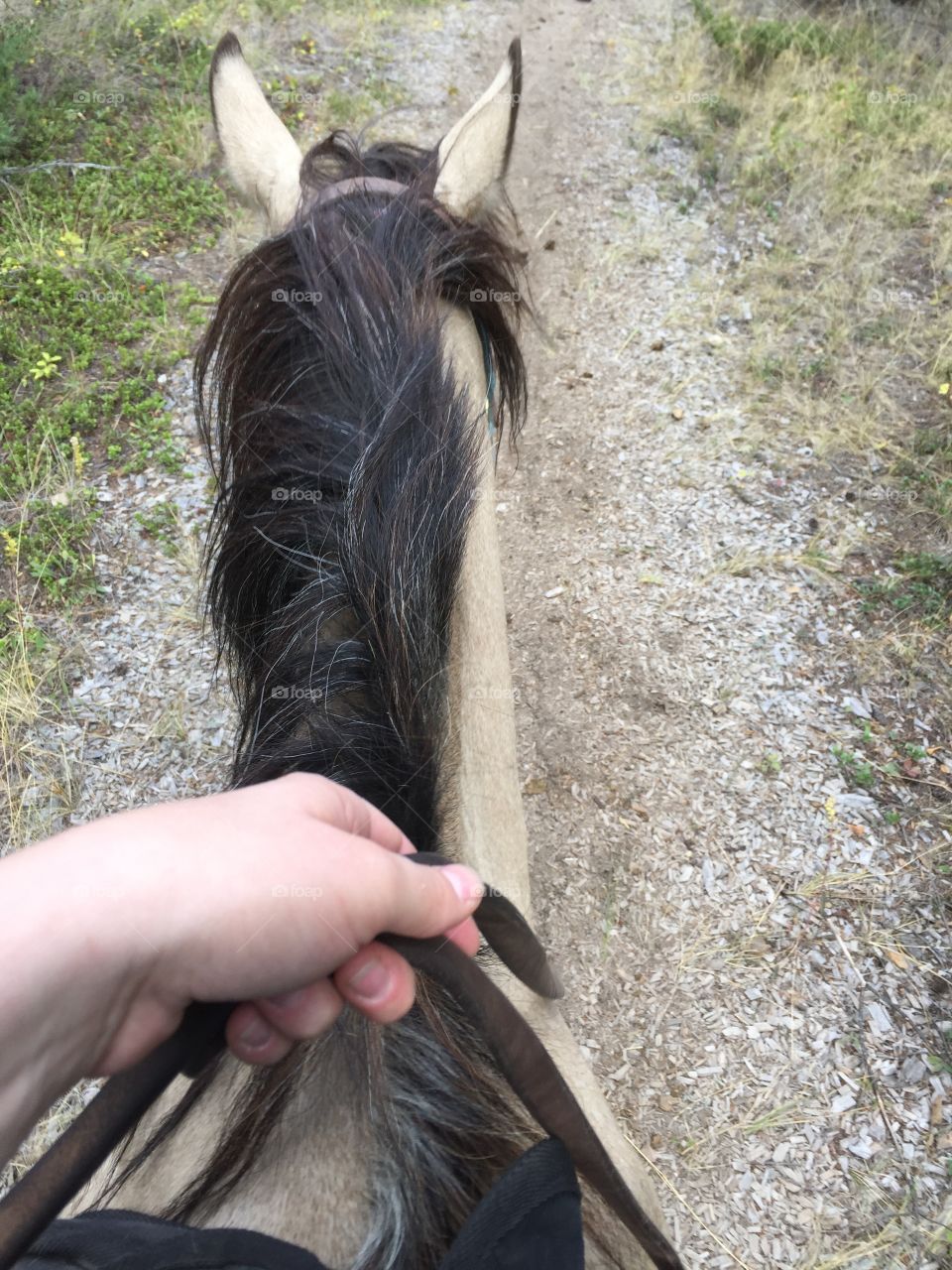 Horseback riding 