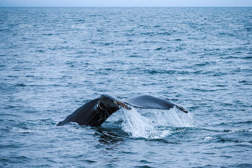 Humpback whale 